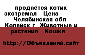 продаётся котик экстремал › Цена ­ 3 500 - Челябинская обл., Копейск г. Животные и растения » Кошки   